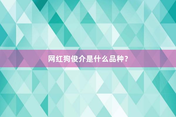 网红狗俊介是什么品种？